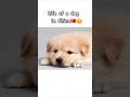 Chinese dog #meme #funny #lol #fun #gelnox #zdak #comedy #dog