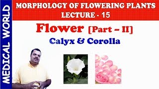 CALYX &amp; COROLLA | FLOWER PART 2 | MORPHOLOGY OF FLOWERING PLANTS | LECTURE 15