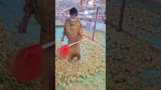 Separating Chicks: Important Farm Work