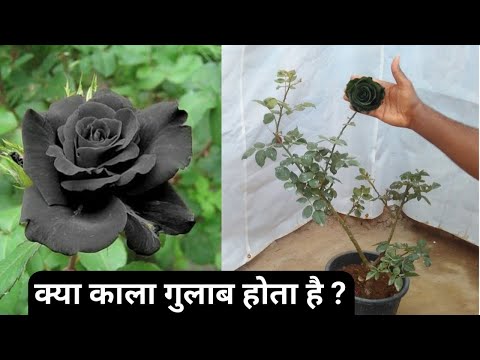 वीडियो: क्या गुलाब की पंखुड़ियों के किनारे काले हो रहे हैं - गुलाब की पंखुड़ियों पर काले किनारों के कारण