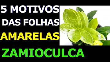 O que fazer quando a planta está com ferrugem?