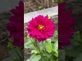 Beautiful flower💖🐝.#youtubeshorts #garden #fyp #fypシ゚viral #youtuber #beautiful #beautifulnature