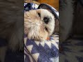 昼ずし #dog #シーズー