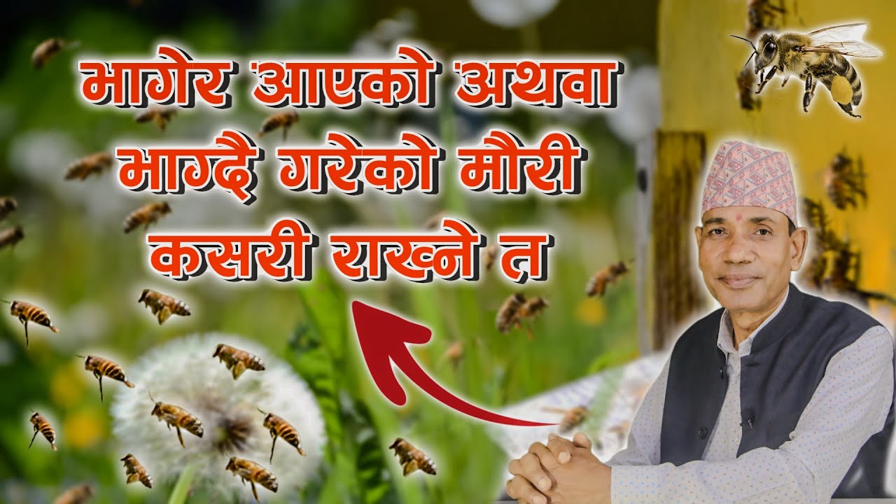 भागेर आएको अथवा भाग्दै गरेको मौरी कसरी राख्ने त ? || How To Keep Escaped Bees?