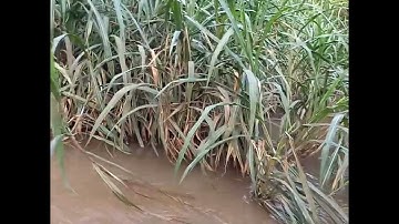 câu cá suối eahleo đak lak của Y Run