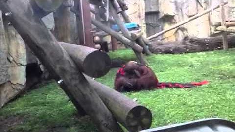 Orangutan Toledo zoo