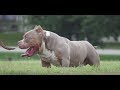 AMERICAN BULLY BLAST MICRO EXOTIC MICRO