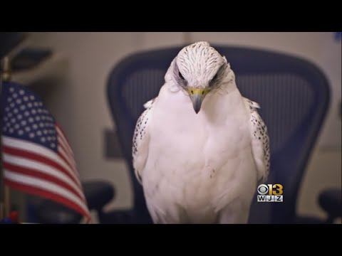 air-force-mascot-falcon-improving-after-injury-at-west-point