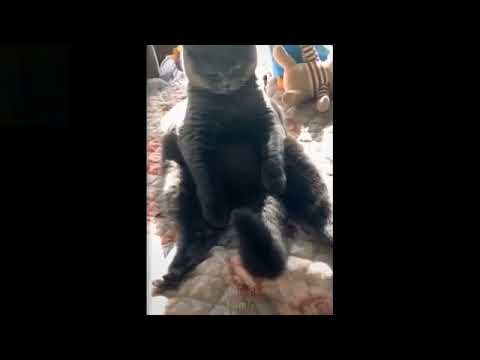 Un Chat Qui Joue Avec Sa Queue Youtube
