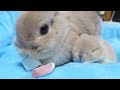 おやつを食べるママのとなりで熟睡する赤ちゃんうさぎ