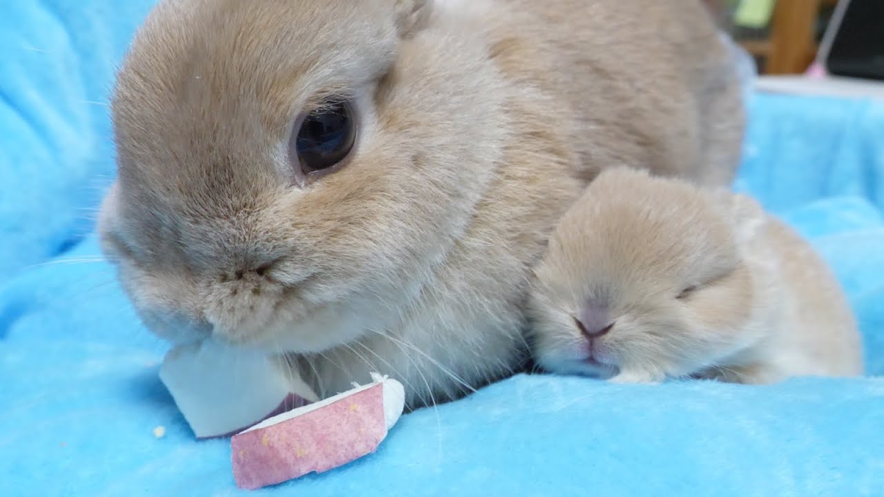 Baby rabbit sleeping soundly next to its mother eating a snack 