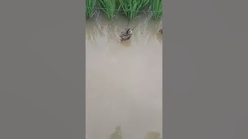 Lưới bẫy chim dẽ giun siêu nhậy. Giá rẻ lh: 0989466881