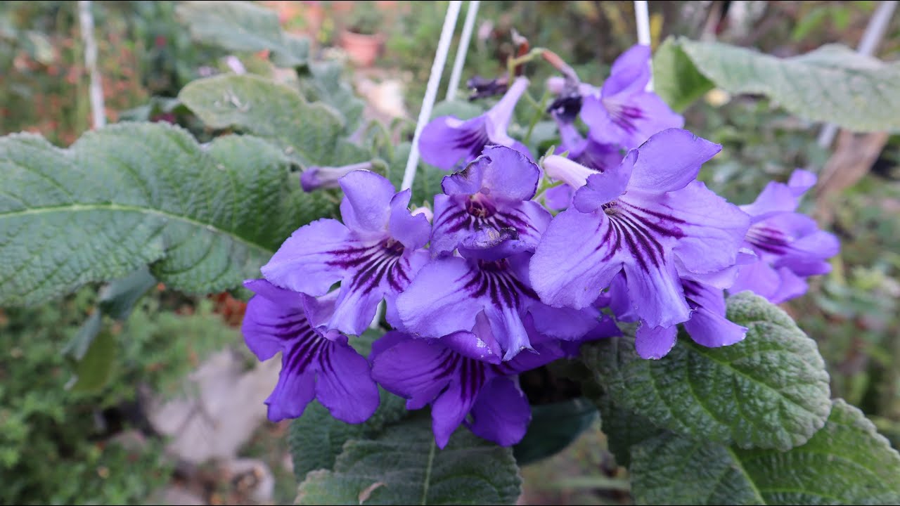 Cuidados del Streptocarpus - Streptocarpo - Prímulas del Cabo