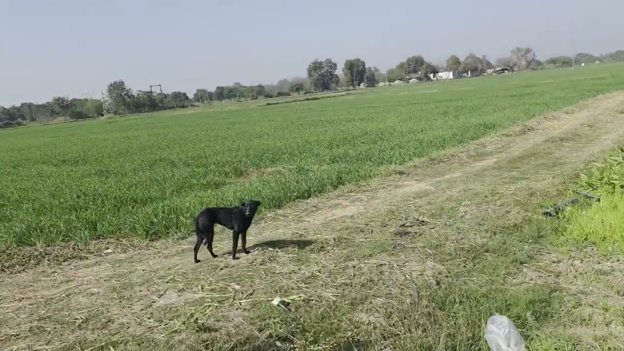 Project No. (198) 50 Bigha agricultural farm land available for sale in Bundi District 
