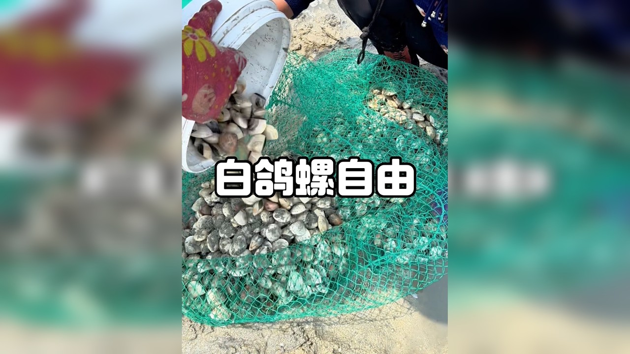 赶海这么久，今天挖螺挖得最爽的一次！又是海螺自由的一天！