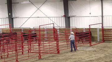 Low Stress Cattle Handling – Part 1