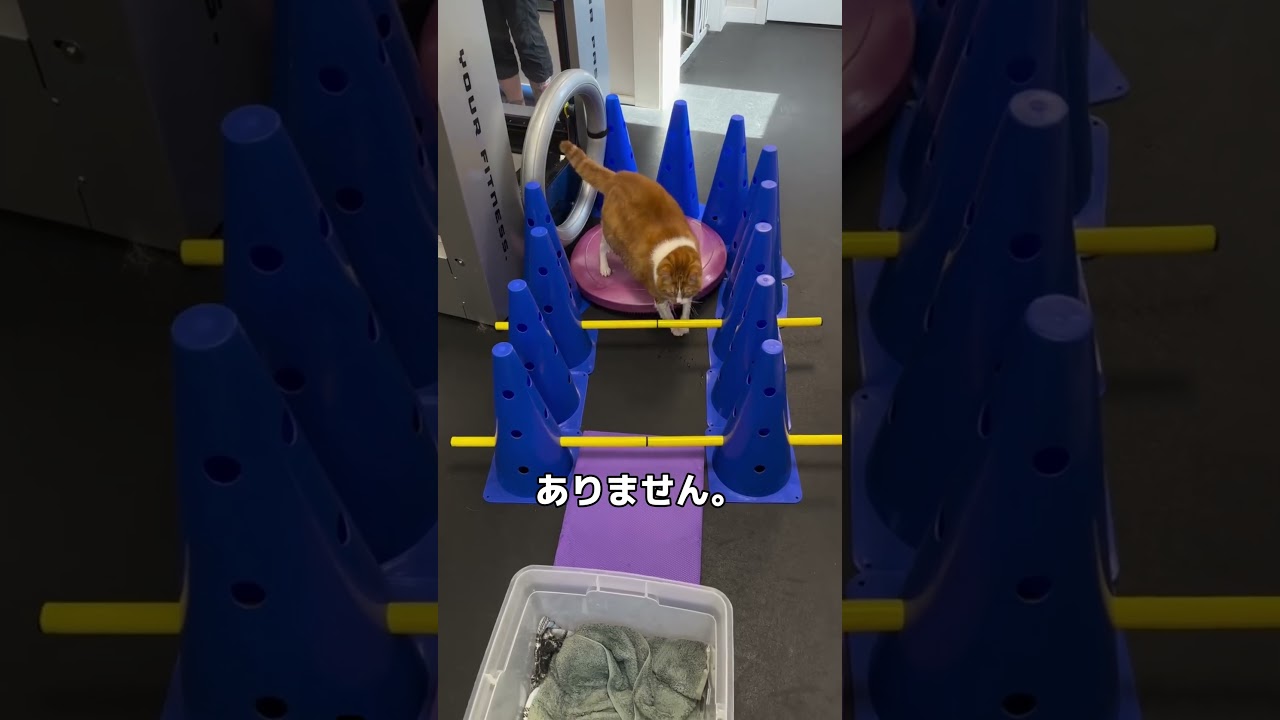 【衝撃】5kg減量に成功した猫の「水中ウォーク」がすごすぎる…!🐾