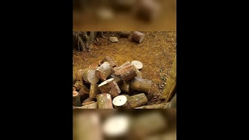 🌳 Cozy Survival Shelter Inside a Giant Tree 🌧️ | Rainforest Bushcraft & Primitive Living 🏕️🔥