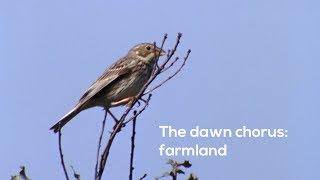 How Tolisten To The Farmland Dawn Chorus