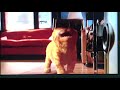 Garfield &amp; Odie dance In Just Dance