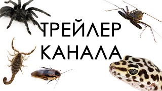 Трейлер канала BESTIARY