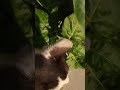 Kitten in need