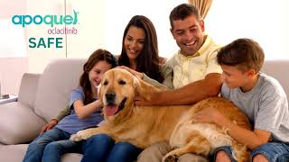 Apoquel for Dogs:  Safeguarding Your Pet's Itchy Skin Problems