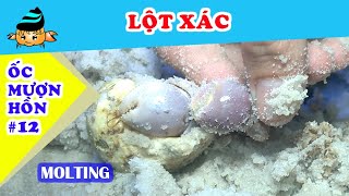 Ốc mượn hồn #12 - Ốc mượn hồn lột xác - Dấu hiệu và những việc cần thực hiện (Hermit crab molting)