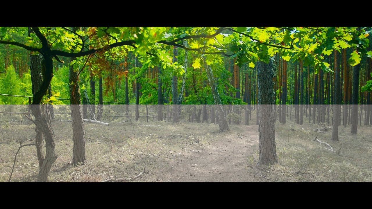 non-commercial reel 2019 colour graded (BMPCC, BMPCC4K, RED SCARLET)