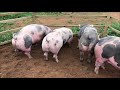 Porcos Pietrain e Duroc em Minas Gerais - 🐷