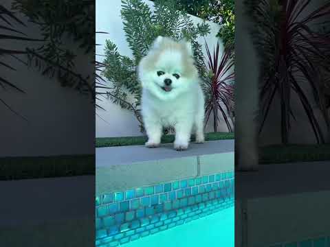 I love these special conversations we have, while I float around the pool | Fortune Feimster Comedy