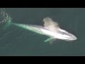 Blue Whale Viewing via Helicopter: Includes Introduction to Blue Whale Biology