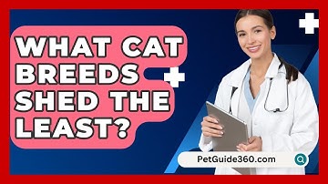 What Cat Breeds Shed The Least? - PetGuide360.com