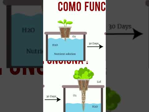 Video: Mason Jar Hydroponics: cómo hacer crecer un jardín hidropónico en frascos de vidrio
