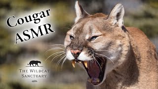 Rescued Cougar ASMR  || The Wildcat Sanctuary