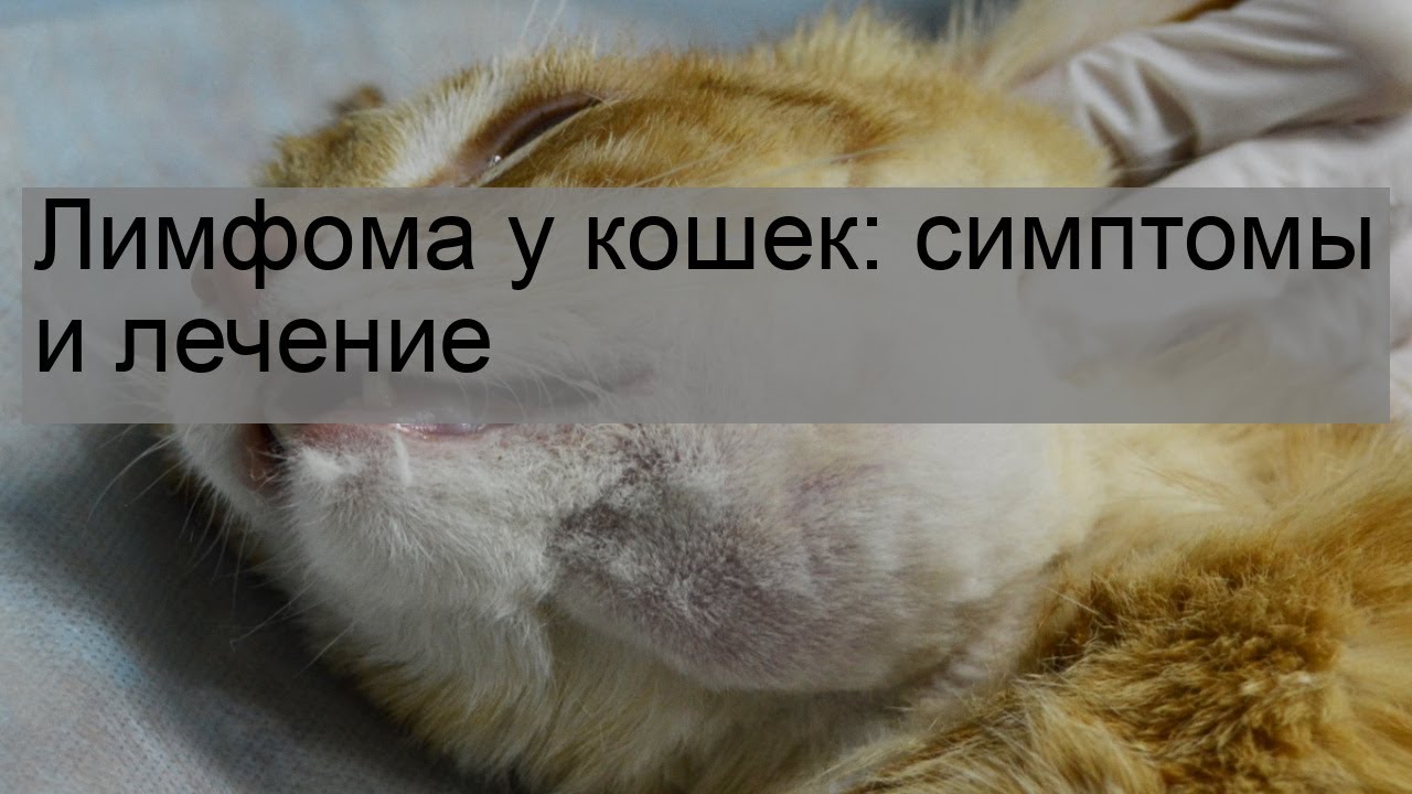 Лимфома у кошек: симптомы и лечение - YouTube