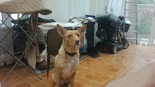 Ruby Whistle Recall Training