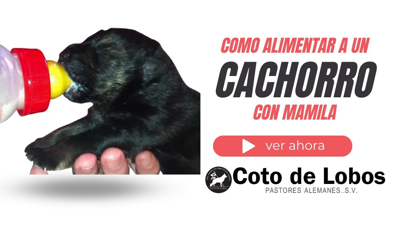 Como Alimentar con Biberón a un Cachorro Pastor Alemán, Coto de Lobos