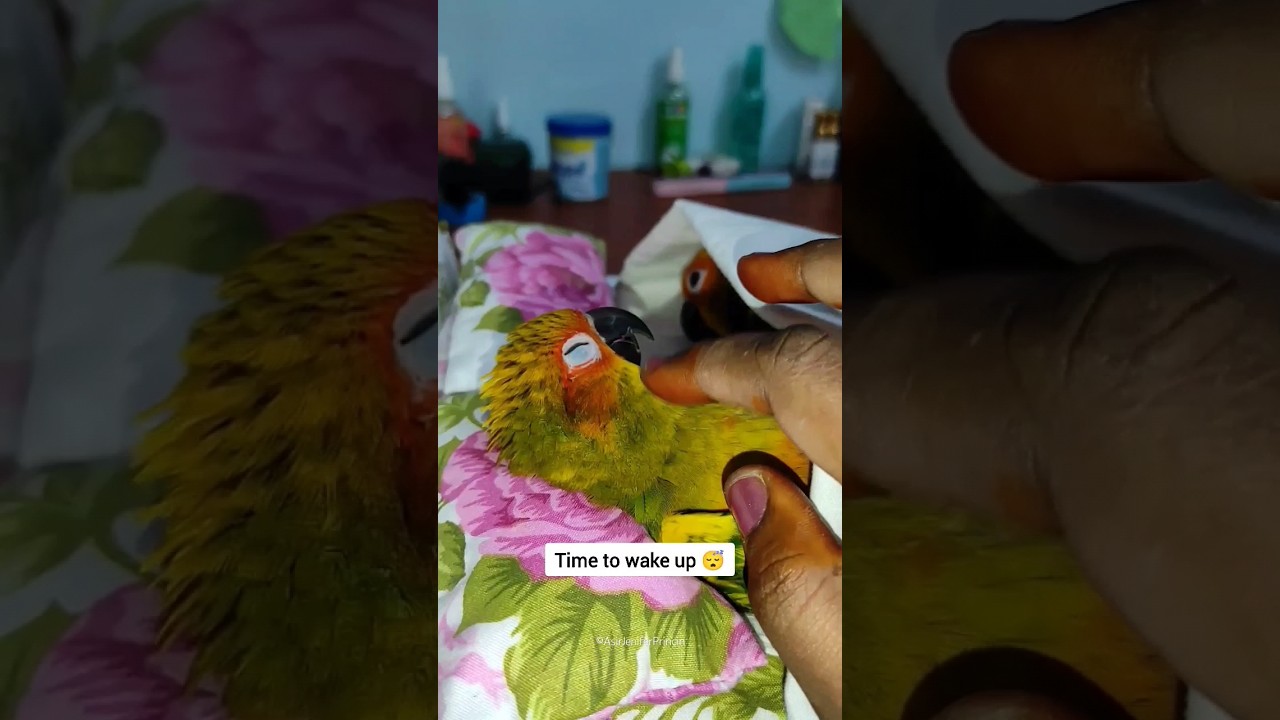 Wakey wakey 😄 Felix Stray Kids 