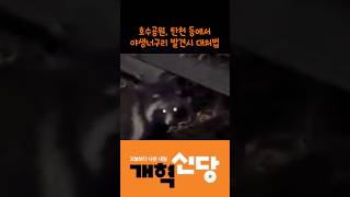 산책 하시다 야생너구리 발견시 대처법 #shorts