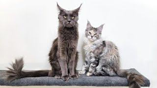 A Maine Coon Mother Showing How Much She Loves Her Kitten!