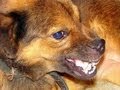 Jauría de perros ataca a felino
