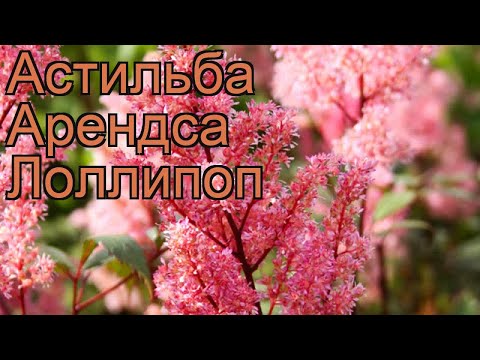 Астильба арендса Лоллипоп (lollypop) 🌿 обзор: как сажать, рассада астильбы Лоллипоп