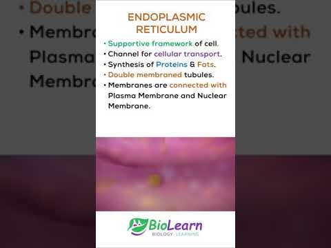 Video: A ka retikulumi endoplazmatik ADN?