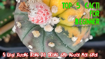 Top 5 Cacti for Beginner - 5 Loại Xương Rồng Dễ trồng cho người mới chơi