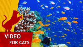Movie for Cats  Get that yellow fish (Video for Cats to watch) 1 hour