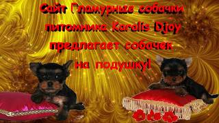 Купить чистокровного йорка. Резервирование в возрасте 1,5 мес.- Сайт Гламурные собачки. Купить чистокровного йорка. Резервирование в возрасте 1,5 мес.- Сайт Гламурные собачки.