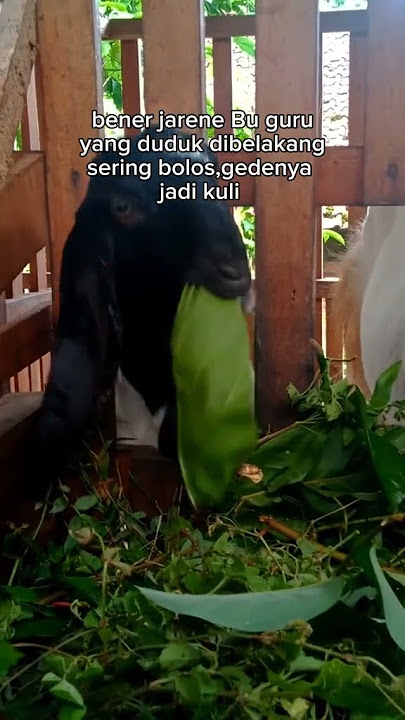 story wa peternak kambing etawa