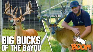 The Biggest Bucks of the Bayou at Boom Whitetails!