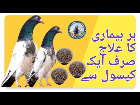 کبوتروں کی ہر بیماری کا علاج (ایک گولی سے کبوتر ٹھیک )Pakistan pigeons club